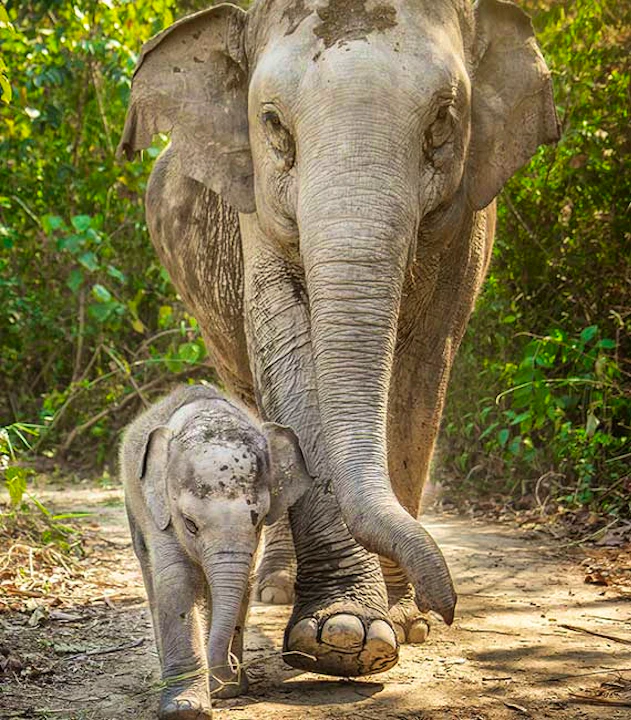 Elephant Jungle Sanctuary - Chiang Mai